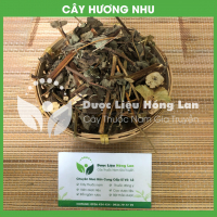 Cây Hương Nhu Tía Khô 3