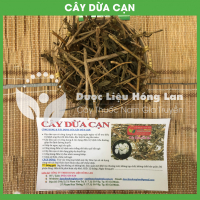 Cây Dừa Cạn khô 3