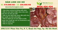 Nấm Linh Chi đỏ