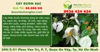 Cây bướm bạc