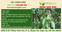 Cây Long não