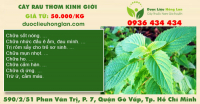 Cây rau thơm Kinh Giới 0