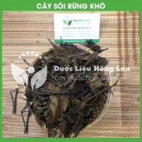 Cây Sói rừng 2