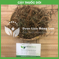 Cây Dòi (Bọ Mắm) 3