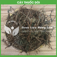 Cây Dòi (Bọ Mắm) 1