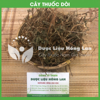 Cây Dòi (Bọ Mắm) 2