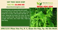 Cây trắc bách diệp