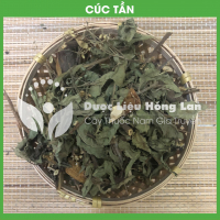 Cây Cúc Tần (Cây Từ Bi, Cây Đại Bì) 3