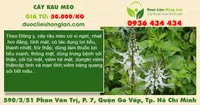 Cây rau mèo