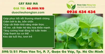 Cây Rau Má