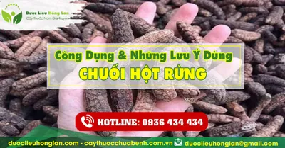 Công dụng và tác dụng của Chuối Hột Rừng với sức khỏe