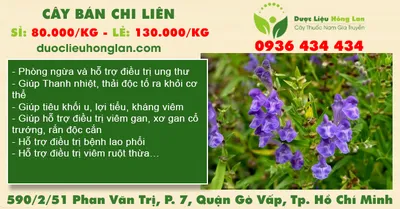 Cây Bán Chi Liên