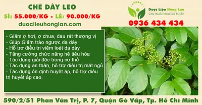 Chè Dây Leo
