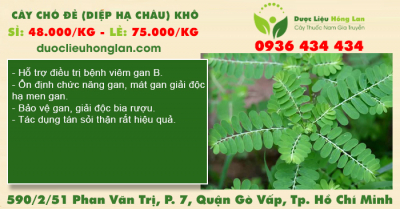 Cây Chó Đẻ (Diệp Hạ Châu) khô