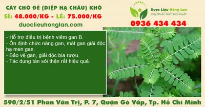 Cây Chó Đẻ (Diệp Hạ Châu) khô