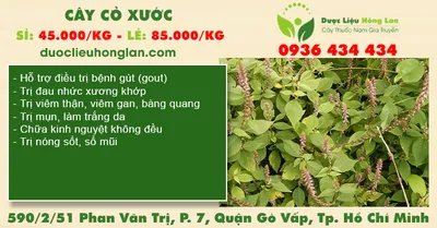 Cây Cỏ Xước