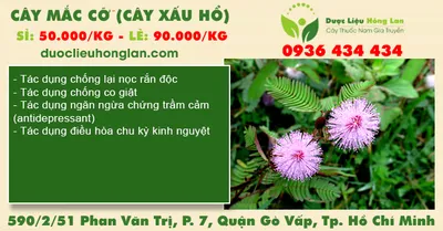 Cây Mắc Cỡ (Cây Xấu Hổ)