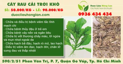 Cây Rau Cải Trời khô