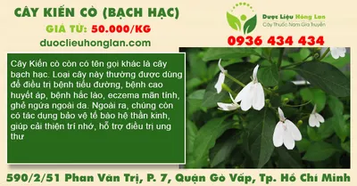 Cây Kiến Cò (Bạch Hạc)