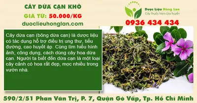 Cây Dừa Cạn khô