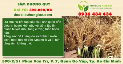 Sâm Đương Quy