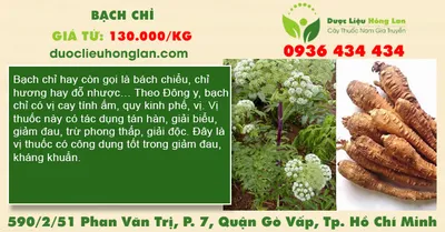 Bạch Chỉ