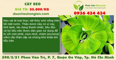 Cây bèo