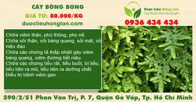 Cây bòng bong