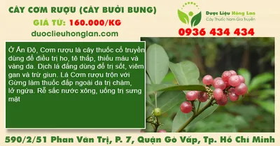 Cây cơm rượu (cây bưởi bung)