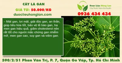 Cây lá gan