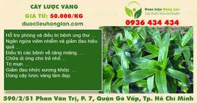 Cây Lược vàng