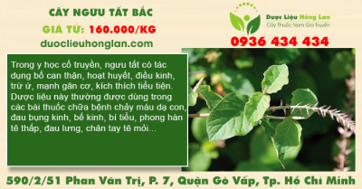 Cây Ngưu Tất Bắc