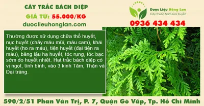 Cây trắc bách diệp