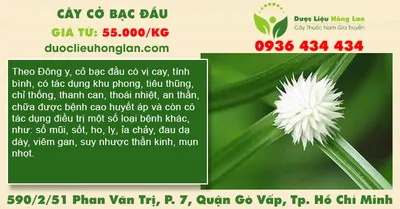 Cây cỏ bạc đầu