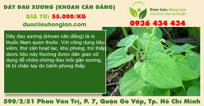 Dây đau xương (Khoan Cân Đằng)