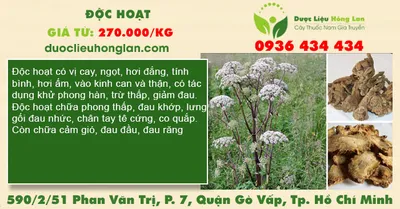 Độc hoạt