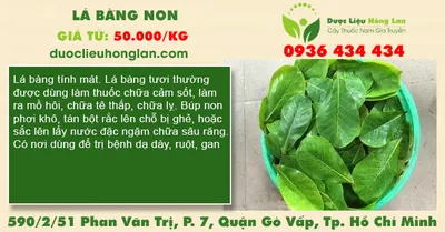 Lá bàng non