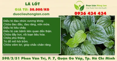 Lá Lốt