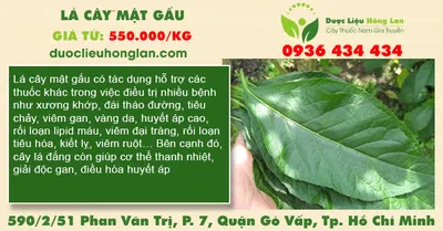 Lá cây mật gấu