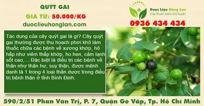 Quýt gai