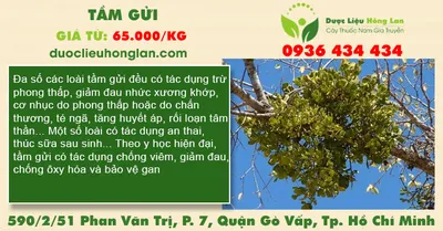 Tầm Gửi