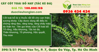 Cây Cốt toái bổ hay (Tắc Kè Đá)