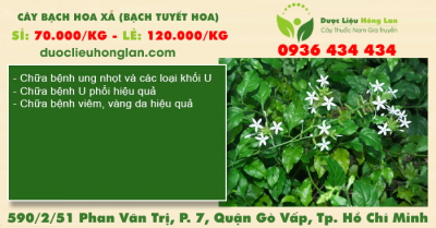Cây Bạch Hoa Xà (Bạch Tuyết Hoa)