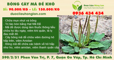Bông Cây Mã Đề khô