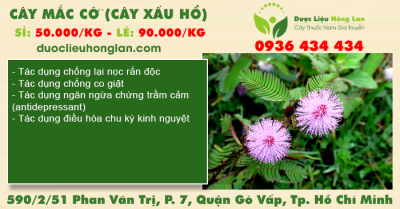 Cây Mắc Cỡ (Cây Xấu Hổ)