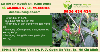 Cây Bìm Bịp (Xương Khỉ, Mảnh Cộng)