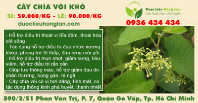 Cây Chìa Vôi Khô