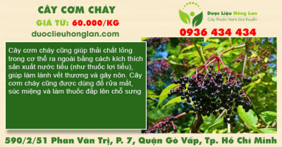 Cây cơm cháy