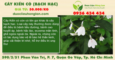 Cây Kiến Cò (Bạch Hạc)