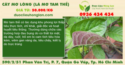 Cây mơ lông (lá mơ tam thể)